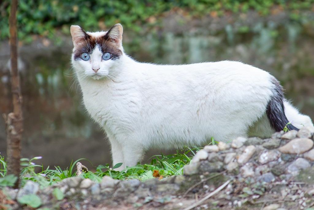 Gato branco em uma das áreas de atuação do Gatos do Parque SP.