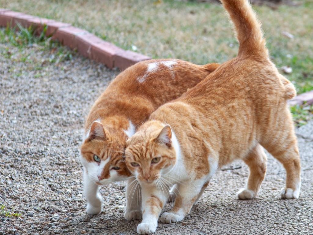 Dois gatos acompanhados pelo Gatos do Parque SP em uma área verde.