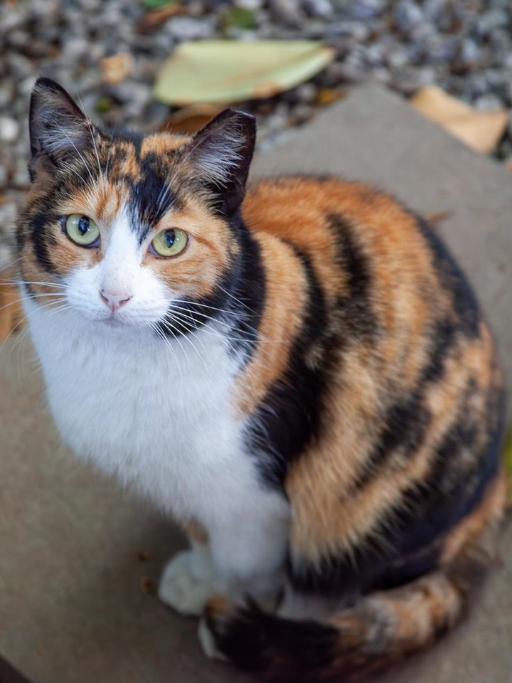 Gata tricolor acompanhada pelo Gatos do Parque SP.